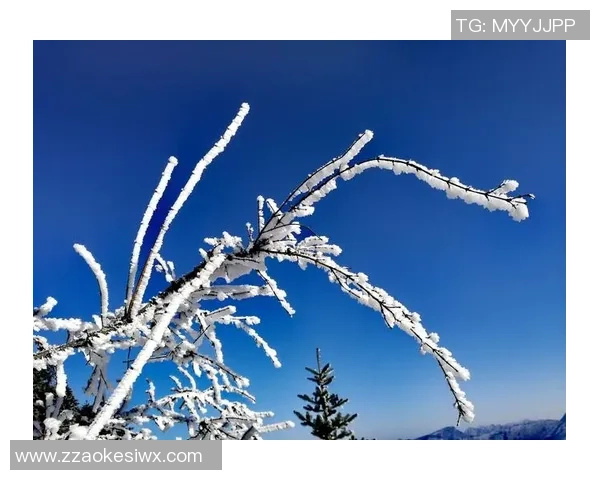 成都排球队转型纪实：从传统到现代的奋斗与蜕变之路